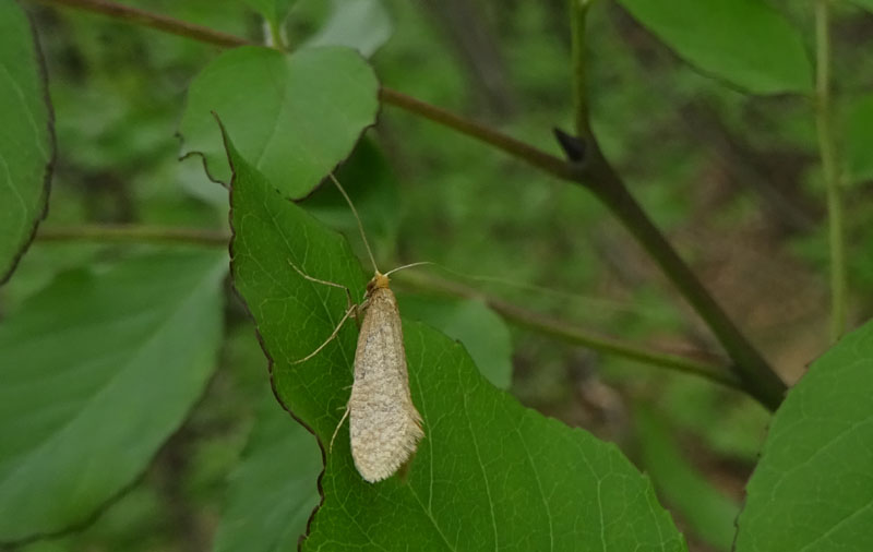 Adelidae: Nematopogon cfr. adansoniella